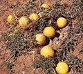 colocynth, bitter apple,  desert gourd, egusi, vine of Sodom 